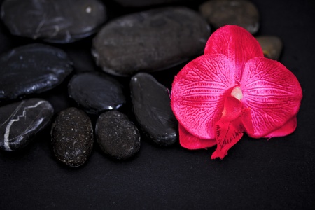 pink flower and stones for spa treatmentsの写真素材