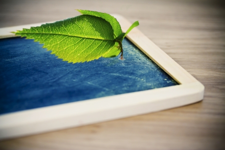 concept of green economy, growth, of leaves out of blackboardの写真素材