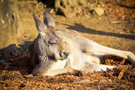 an adult kangaroo is sleeping under the sun among the trees in Sydney, Australiaの写真素材