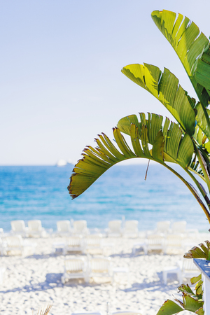 FRENCH RIVIERA, FRANCE - MAY 21, 2016: Palm tree leaves shining under the sunlight in the foreground with beach bokeh background, shot in Juan Les Pins in summer with shallow depth of fieldのeditorial素材