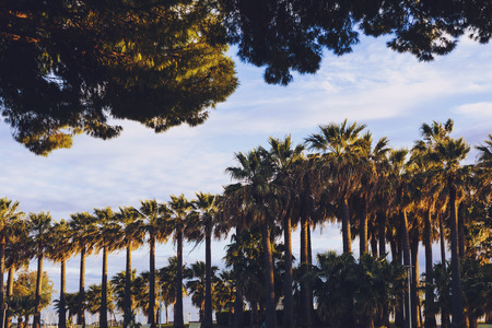 CANNES, FRANCE - April 30, 2016: Group of tall tropical-looking palm trees lined up, their leaves moved by strong winds and enlightened by golden hour lightの写真素材