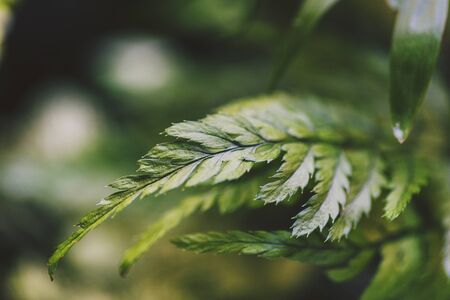 lushy fern leaves macro shot, with deep green tones and shallow depth of field