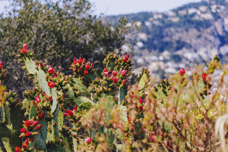 NICE, FRANCE - 06 May, 2016: Exotic succulent plants growing on Nice's hillsideのeditorial素材