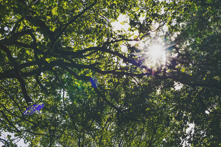 DUBLIN, IRELAND - 10th June, 2017: detail of Merrion Square Park in Dublin city centreのeditorial素材