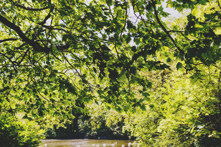 DUBLIN, IRELAND - 10th June, 2017: detail of St Stephen's Green Park in Dublin city centreのeditorial素材