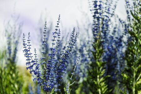 split-toned images of blue lavender shot at shallow depth of field