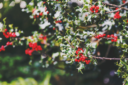 mistletoe tree shot at shallow depth of field for a soft bokeh effect, typical plant symbol of Christmasの写真素材