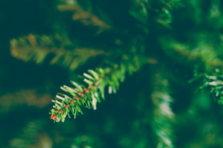 detail of Christmas tree branches shot at shallow depth of field (background)