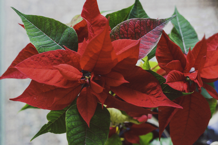 poinsettia plant typical of Christmas tradition in indoor settingの写真素材
