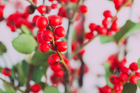 bunch of Christmas mistletoe and cotton ball flowersの写真素材