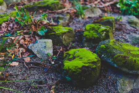 rocks covered in vibrant green moss shot at shallow depth of field at the park in Dublin, irelandの写真素材