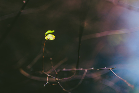 unique leaf among dark brown bare branches shot at shallow depth of field