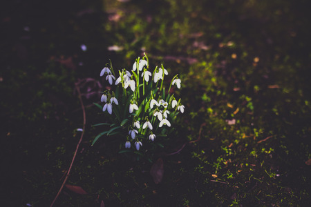 snowdrop flowers in a meadow with rays of sunshine on them surrounded by shadowの写真素材