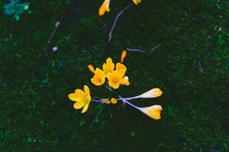 mixed color crocus flowers bloomin in on a green meadow