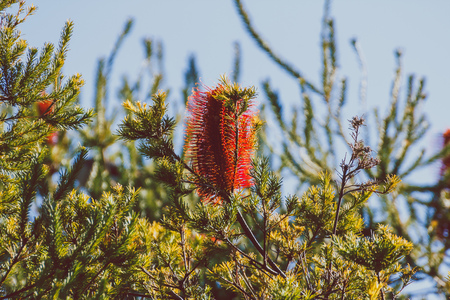 Banksia tree with red flowers shot in Sydney, Australiaの写真素材