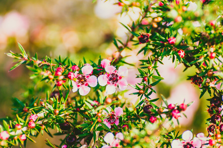 Tea tree plant with pink-red flowers shot at shallow depth of field in Sydney, Australiaの写真素材