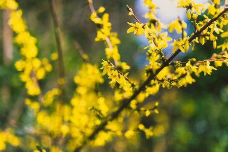 tree branches with small yellow flowers shot at extremely shallow depth of fieldの写真素材