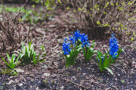 purple blue spanish bell flowers shot under a cold sunlightの写真素材