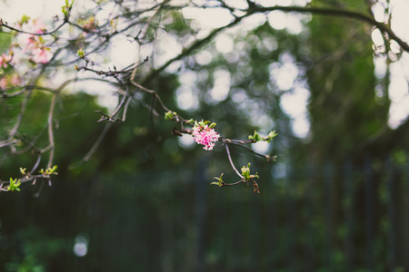 Tree branch with small pink flowers shot at extremely shallow depth of field with bokeh effectの写真素材