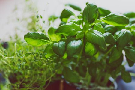 aromatic herbs series: macro shot of basil and thyme plants shot at shallow depth of fieldの写真素材