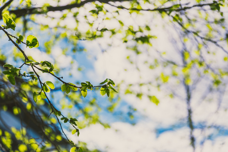 tree branches shot at shallow depth of field with modern building in the backgroundの写真素材