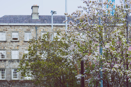 DUBLIN, IRELAND- April 25th, 2018: view of the courtyard of the famous Trinity college in Dublin city centre with pink flowers on the treesのeditorial素材