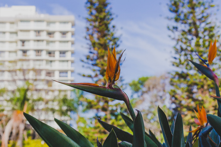 Bird of paradise Strelitzia plants with vibrant colors in subtropical climate, shot in Queensland Australiaの写真素材