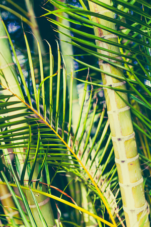 exotic subtropical palm trees detail shot in Queensland, Australiaの写真素材