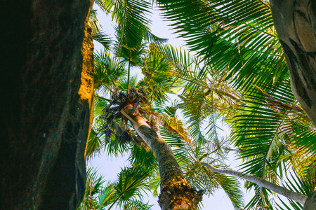 exotic subtropical palm trees detail shot in Queensland, Australiaの写真素材