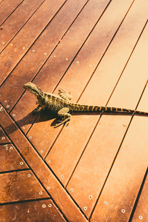 waterdragon on decked terrace in the shadow in Queensland, Australiaの写真素材