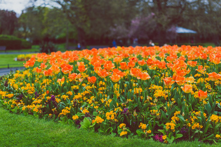 floral arrangement in city park in spring with orange tulips and yellow petunias, shot at shallow...