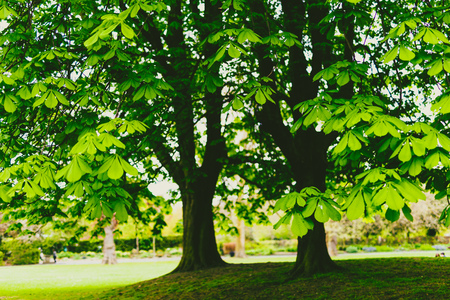horse chestnut trees in city park with extremely vibrant deep green tones and shot at shallow depth of fieldの写真素材