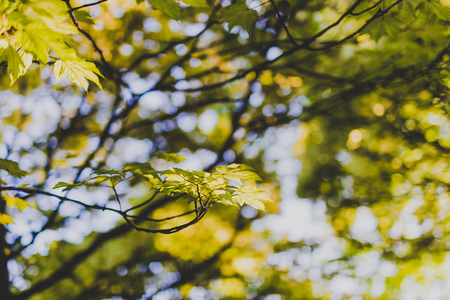 branches of maple trees with pale green and yellow tones shot at shallow depth of field in city park on a summer dayの写真素材