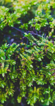 hebe plant shot at shallow depth of field, plants native to New Zealand
