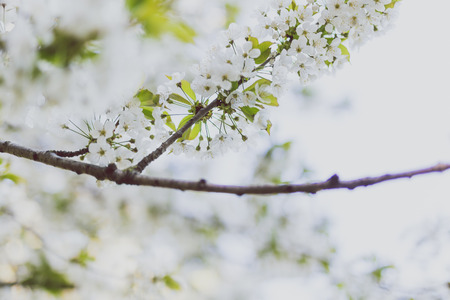 white hawthorn blossoms on tree branches in city park, shot at shallow depth of field