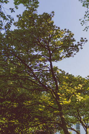 branches of maple trees with pale green and yellow tones shot at shallow depth of field in city park on a summer dayの写真素材