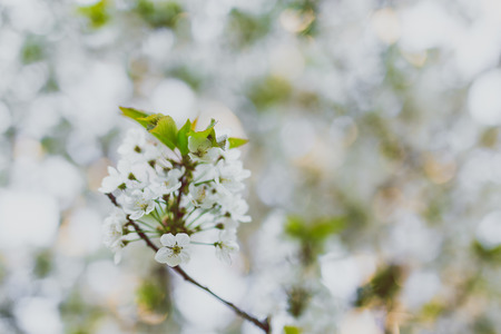 white hawthorn blossoms on tree branches in city park, shot at shallow depth of fieldの写真素材