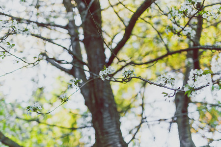 white hawthorn blossoms on tree branches in city park, shot at shallow depth of fieldの写真素材