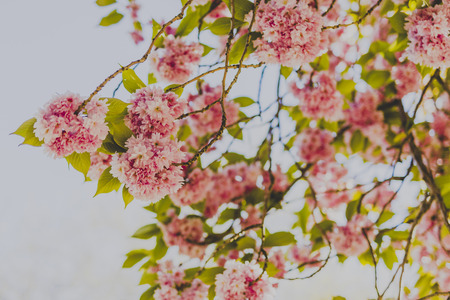 pink blossoms on tree branches in city park on a sunny spring day, shot at shallow depth of field