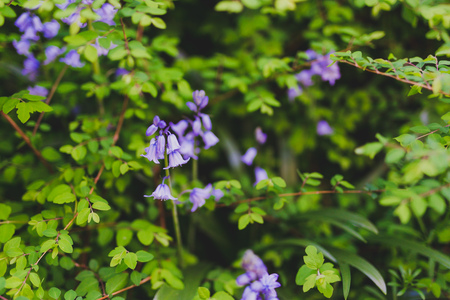 Spanish bell flowers in the ground in city park, shot at shallow depth of fieldの写真素材