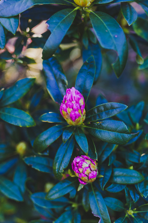 Red rhododendron flowers in the ground in city park, shot at shallow depth of fieldの写真素材