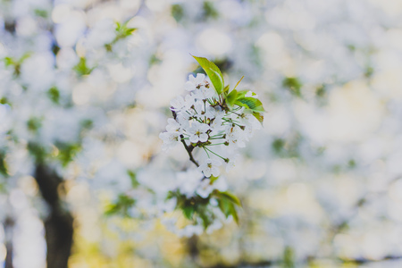 White hawthorn blossoms on tree branches in city park, shot at shallow depth of field
