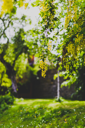 Beautiful yellow blooming tree Laburnum Voisii Golden Rain in city park in springの写真素材