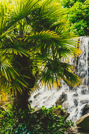 small waterfall with palm tree in public garden surrounded by greeneryの写真素材
