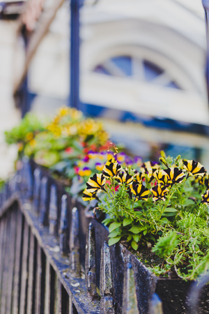 flower bokeh and detail of traditional Georgian architecture in DUblin city centreの写真素材