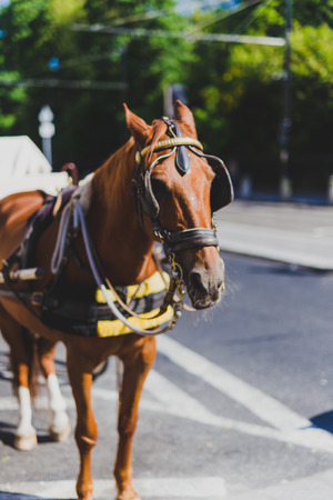 DUBLIN, IRELAND - May 23rd, 2018: horse with carriage in Dublin city centreのeditorial素材