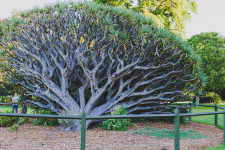 SYDNEY, AUSTRALIA - December 30th, 2014: detail of the Royal Botanic Gardens in Sydney CBD, a park with views over the Harbour and the skyscrapers of Sydney CBDのeditorial素材