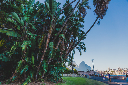 SYDNEY, AUSTRALIA - December 30th, 2014: detail of the Royal Botanic Gardens in Sydney CBD, a park with views over the Harbour and the skyscrapers of Sydney CBD