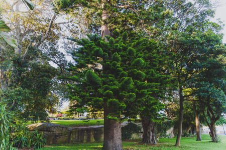 SYDNEY, AUSTRALIA - December 30th, 2014: detail of the Royal Botanic Gardens in Sydney CBD, a park with views over the Harbour and the skyscrapers of Sydney CBDのeditorial素材