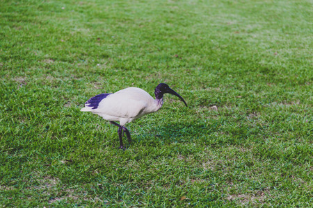 ibis bird walking on grass, a typical Australian birdの写真素材